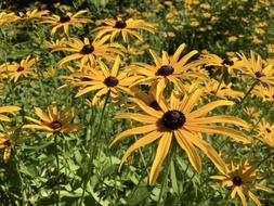 Black-Eyed Susan Flower Blossom