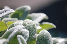 Dew Plant Rain Close