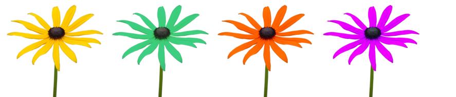 Marguerite Flowers Colorful