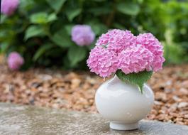 beautiful pink flowers in a white vase