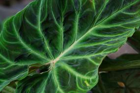 Botanic Garden Puerto Vallarta leaf