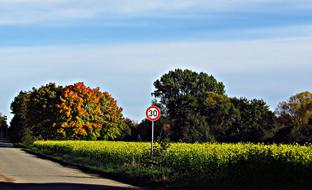 Meadow Autumn Lupine