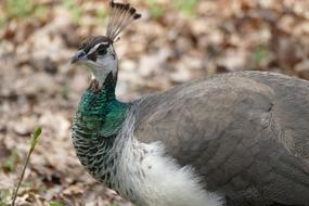 Bird Nature Animal