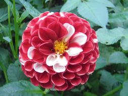 Dalia Flowers Flower