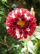 red flower with foliage
