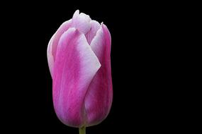 Flower Nature Tulip