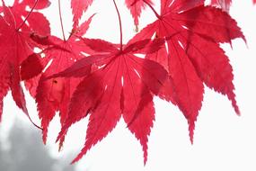 Maple Leaf Red