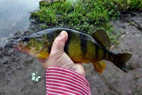 Perch Yellow Fish in hand