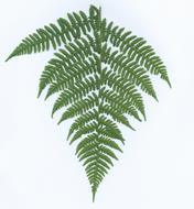 Boating Nature Green