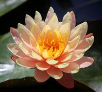 Water Lily Flower Pond Gwangokji