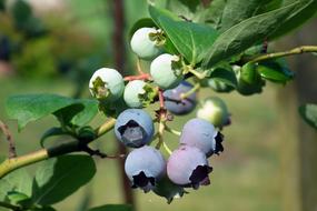 Fruit Bilberry American Nature