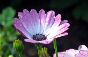 wet purple flower closeup photo