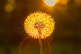 Dandelion Sun Close Up