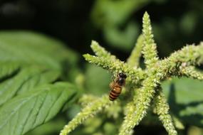 Bee on Amaranth Flowers