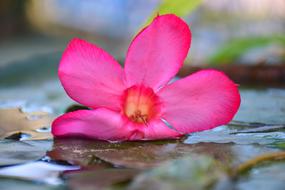 Flowers Pink Floating Lotus