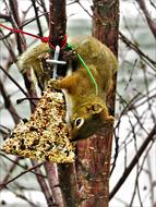 tree bird feeder