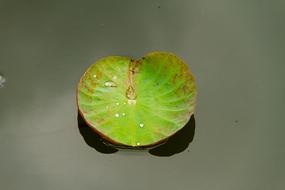 Lotus Leaf Water