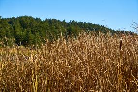 Mountains Trees Autumn