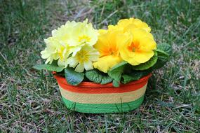 Primula Prymulka Flower Pot