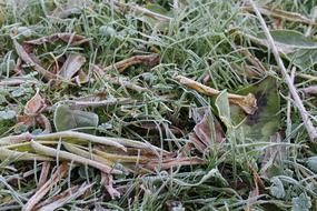 Ground Frost November