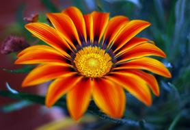 bright orange Flower in Nature