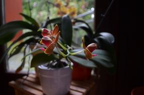 Orchids Plant Blossom