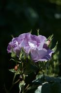 unusual flower in the garden