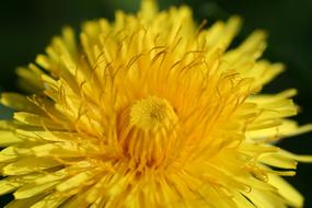 Dandelion Flower
