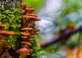 Autumn Mushrooms in nature