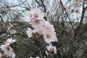 Tree Almond Flower