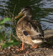 Bird Duck Evening Sun Animal