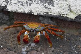 Crab Crustacean Evertebrat