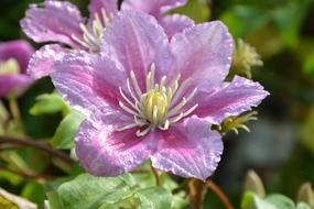 Flower Jasmine Plant Pink
