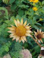 Bloom in Botany garden