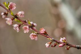 Flower Cherry Branch