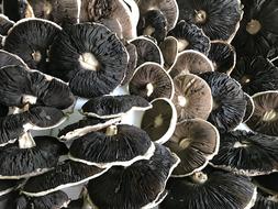 black ripe mushrooms