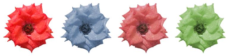 Flower Flowers Colorful