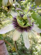 Flower Passion Fruit