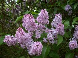 Flower Lilac Purple Garden