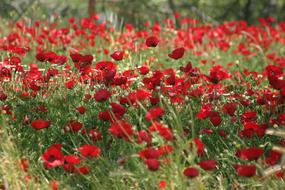 Nature Field Papaverales