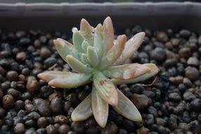 Nature Succulent Plant