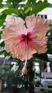 Hibiscus Flower Tropical