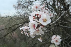 Almond Tree