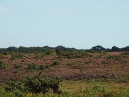 Heather New Forest