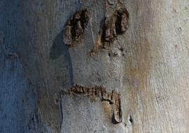 the wood with the holes is old