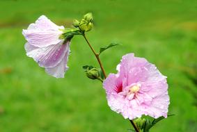 Flower Autumn Garden