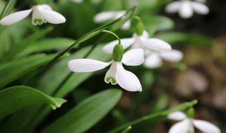 Flower Snowdrop Nature