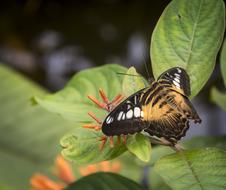 Butterfly Pretty Insect in garden