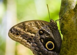 Butterfly Pretty Insect