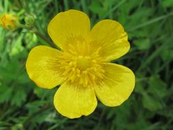Buttercup yellow Flower in nature